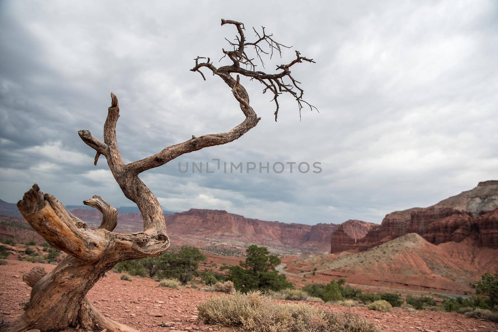 View of singular tree in Capitol Reef National Park Utah.