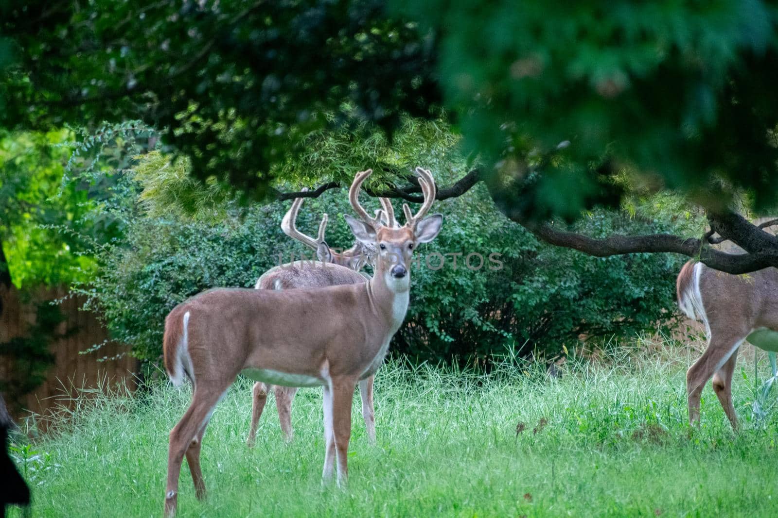 A group of deer in an overgrown suburban backyard in Pennsylvania