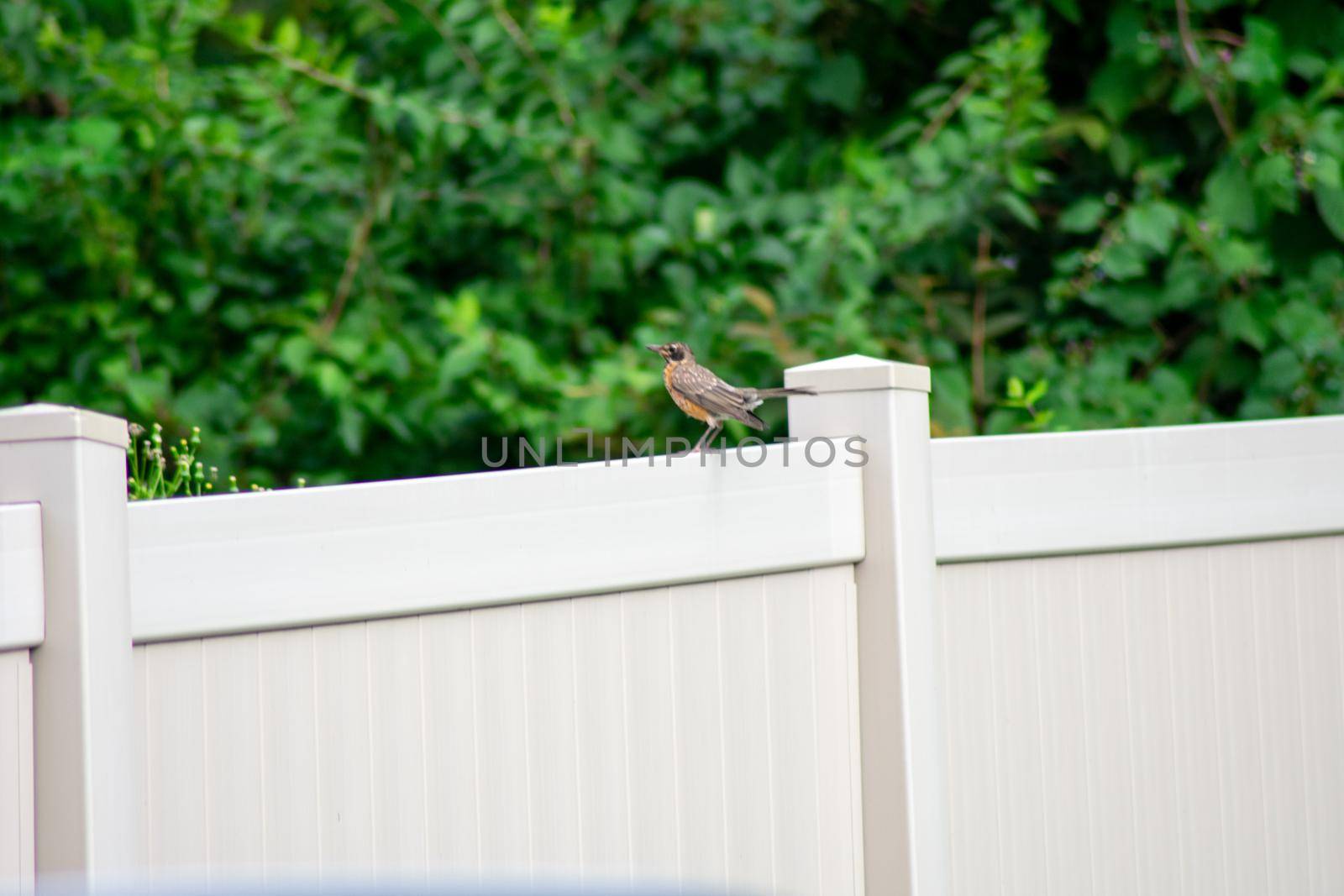 An American Robin on a Fence in Pennsylvania by bju12290