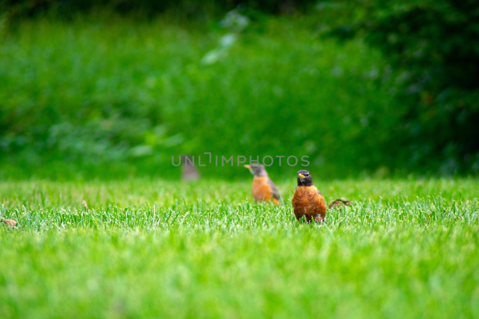 An American Robin in a Field of Grass by bju12290