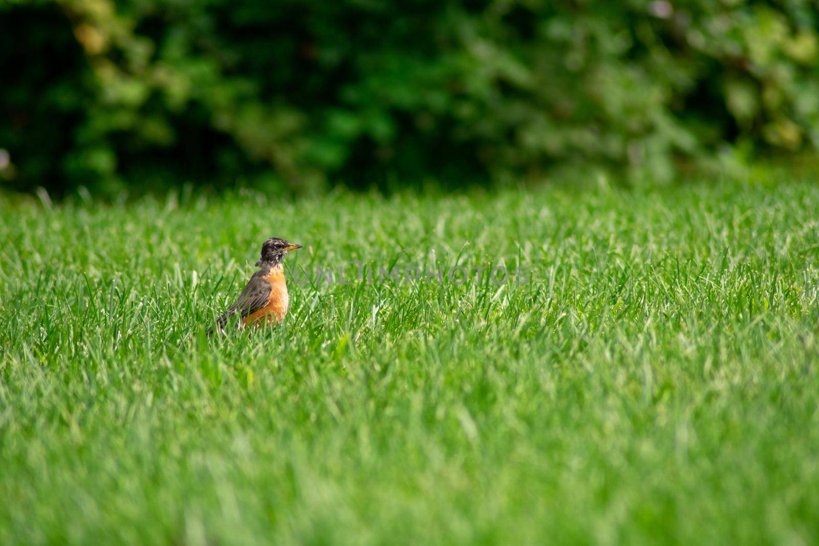 An American Robin in a Bright Green Grass Field by bju12290