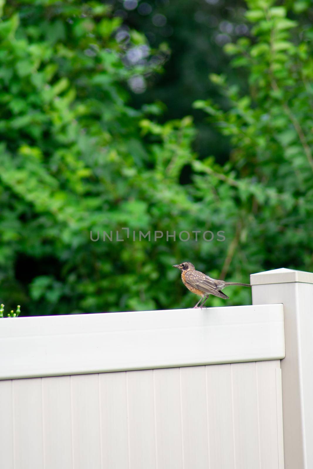 A Bird on a Tan Fence in a Backyard in Suburban Pennsylvania