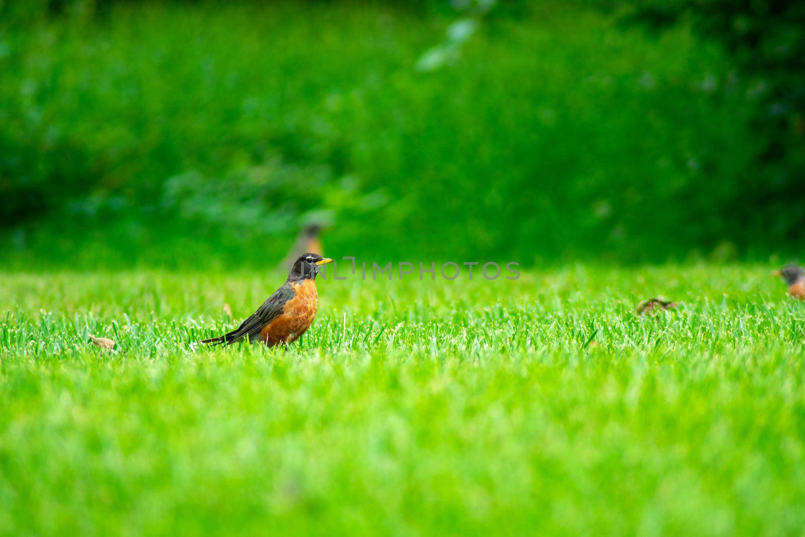 An American Robin in a Field of Grass by bju12290