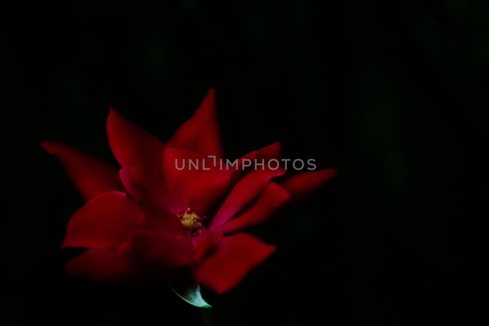 A Bright Red Rose on a Dark Background by bju12290