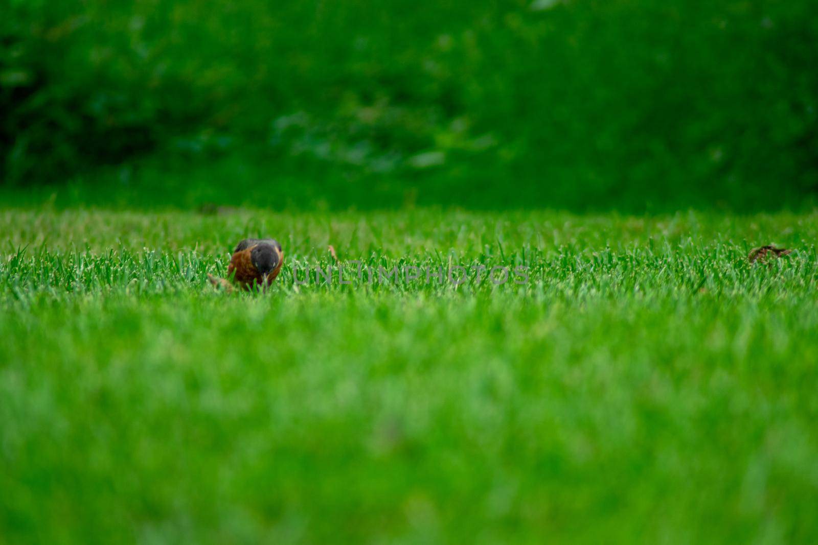 An American Robin in a Field of Grass by bju12290