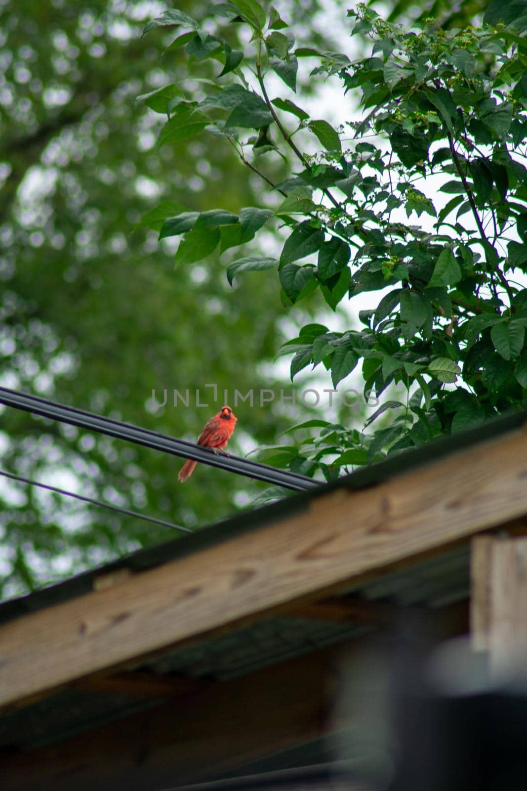 A Cardinal Perched on a Telephone Wire Over a Wooden Gazebo in a Backyard in Pennsylvania