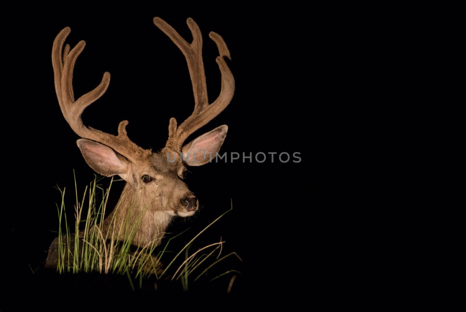 Mule deer head with large antlers by jyurinko