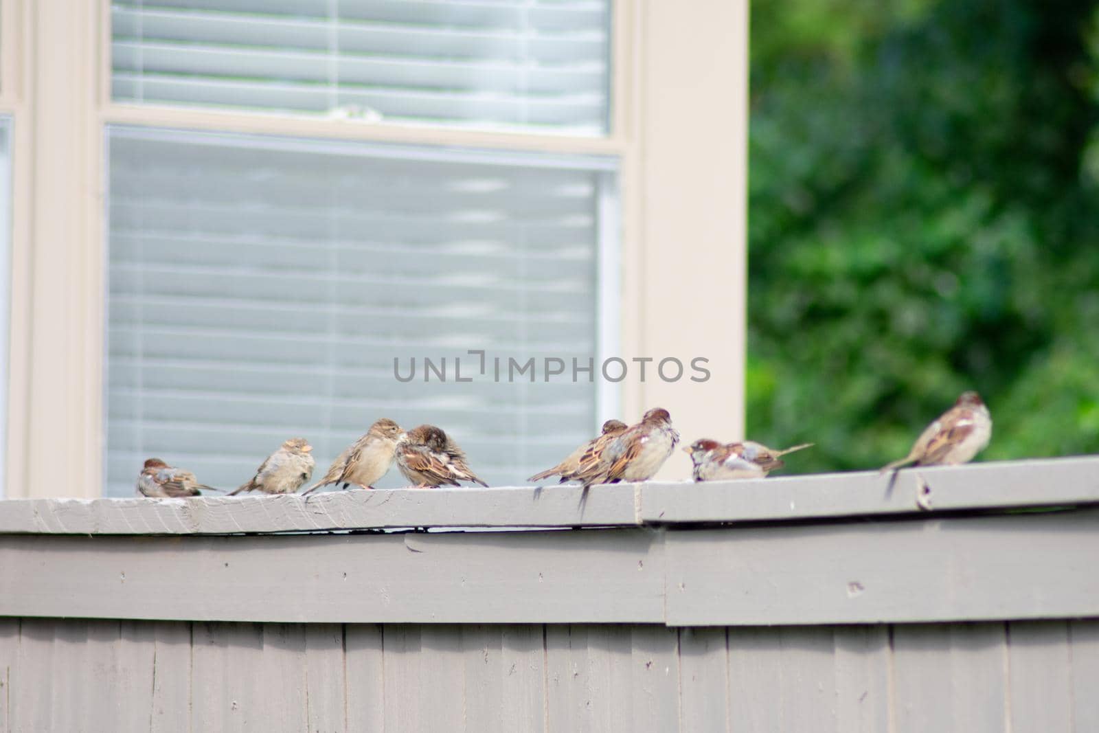 A Group of House Sparrows on a Fence by bju12290