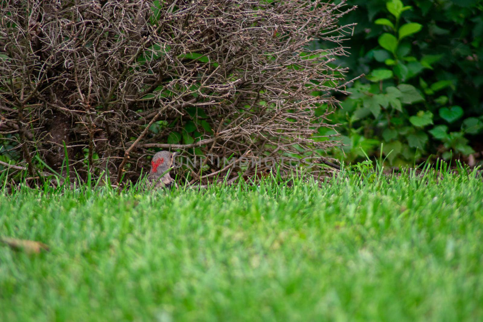 A Northern Flicker on the ground In Front of a Dead Bush