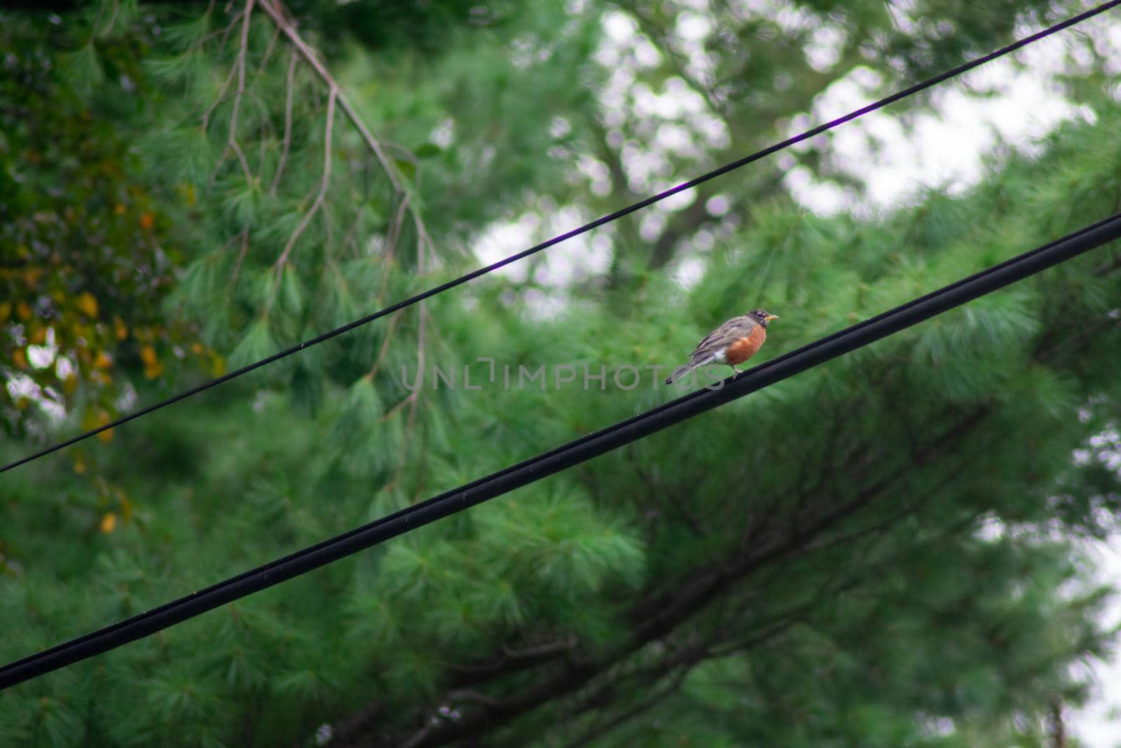An American Robin on a Powerline by bju12290