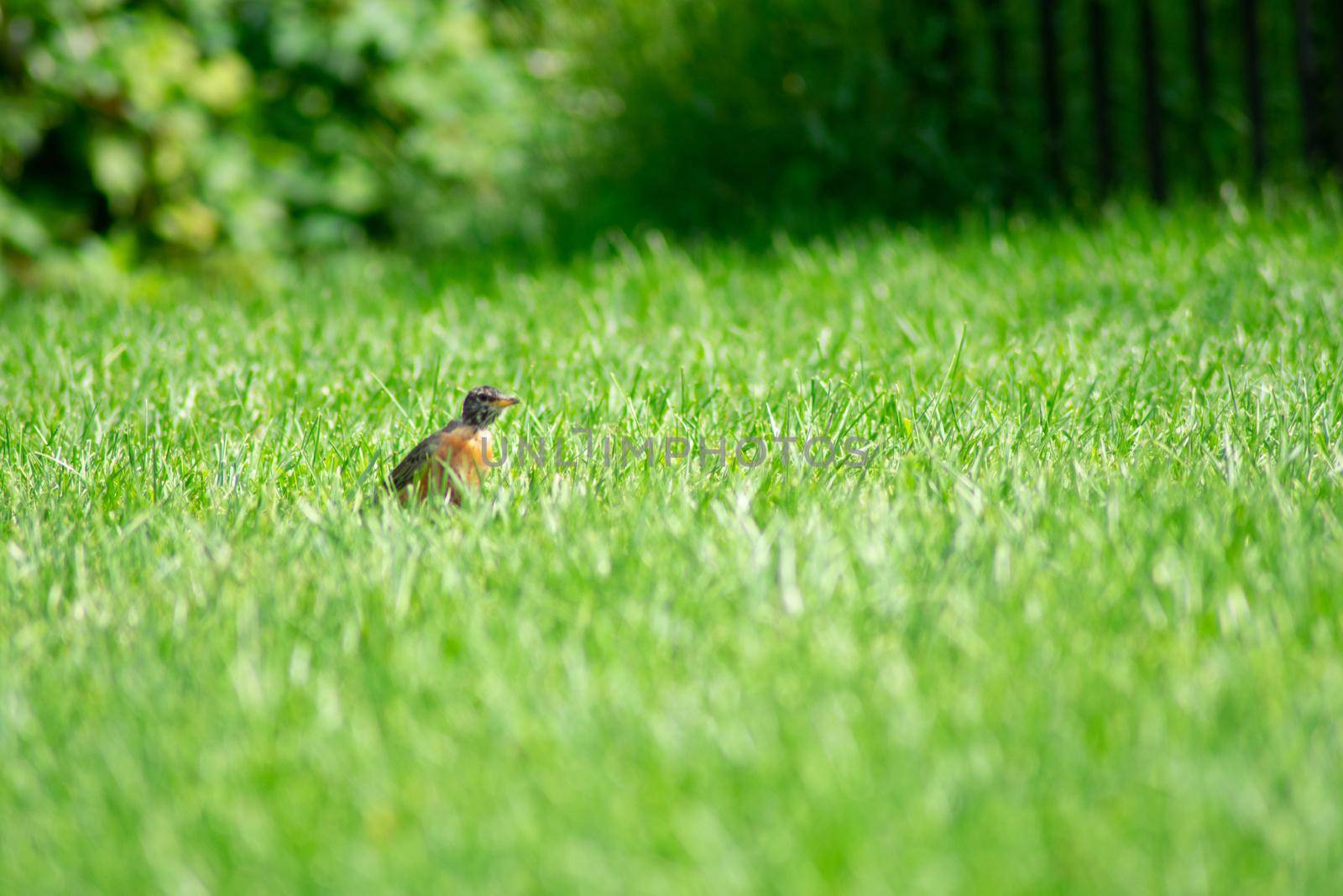 An American Robin in a Bright Green Grass Field by bju12290