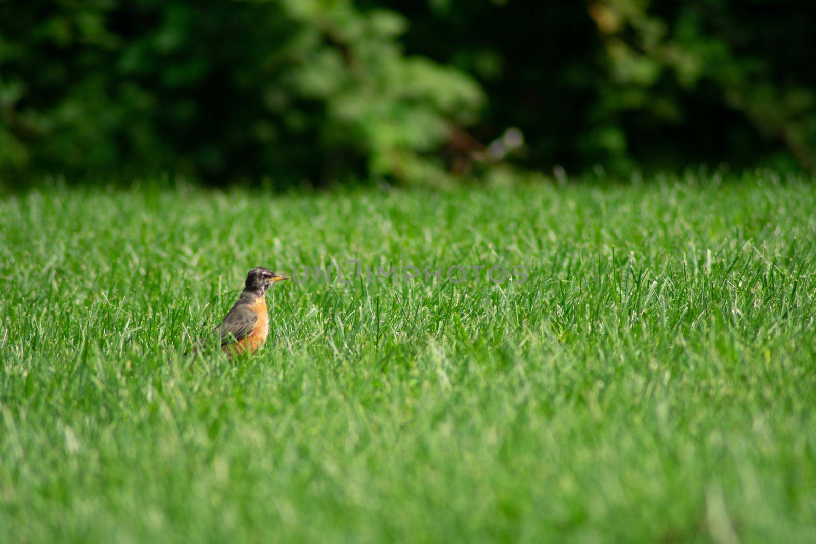 An American Robin in a Bright Green Grass Field by bju12290