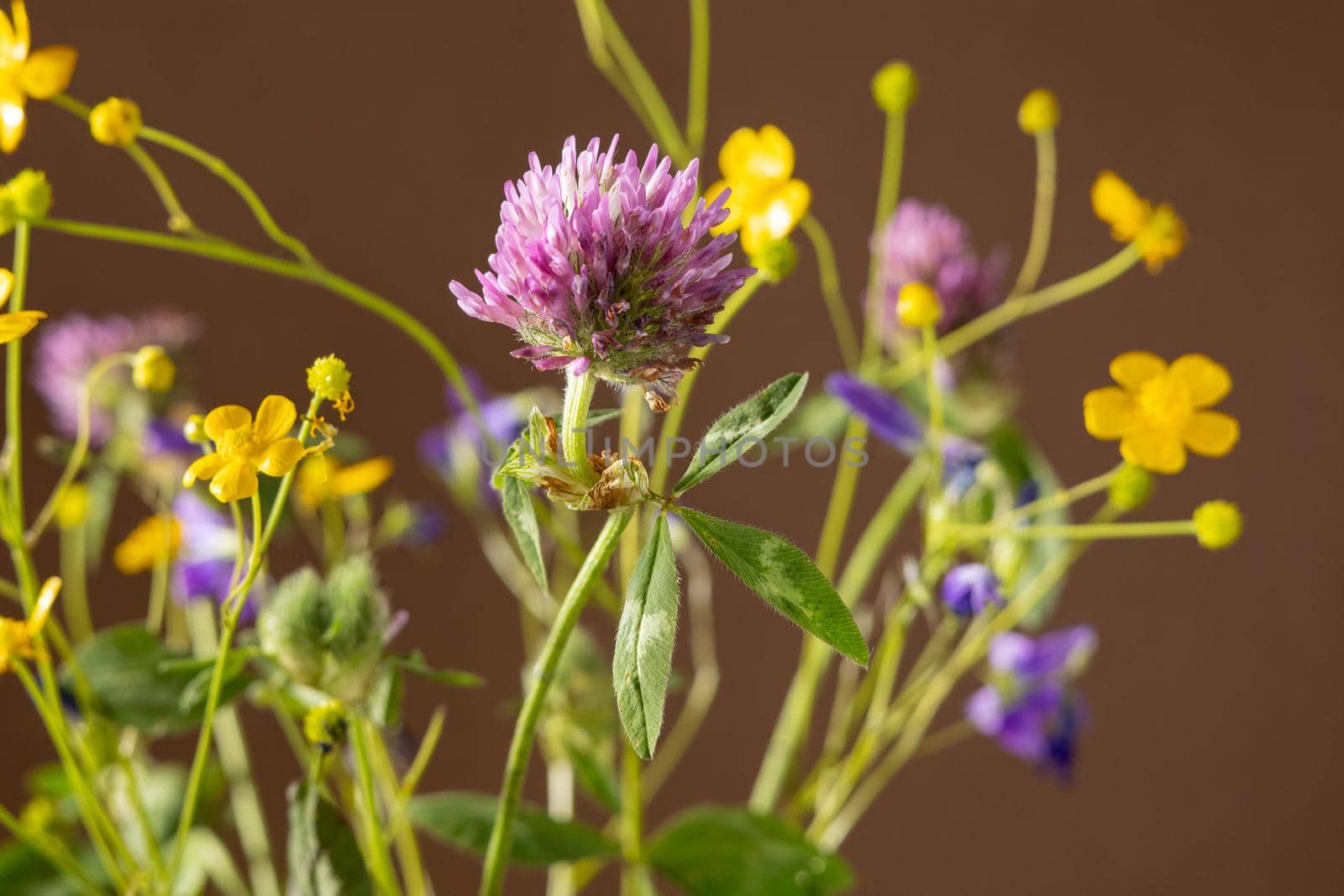 Bouquet of wild flowers on brown background, healing plant collection, still life composition by katrinaera