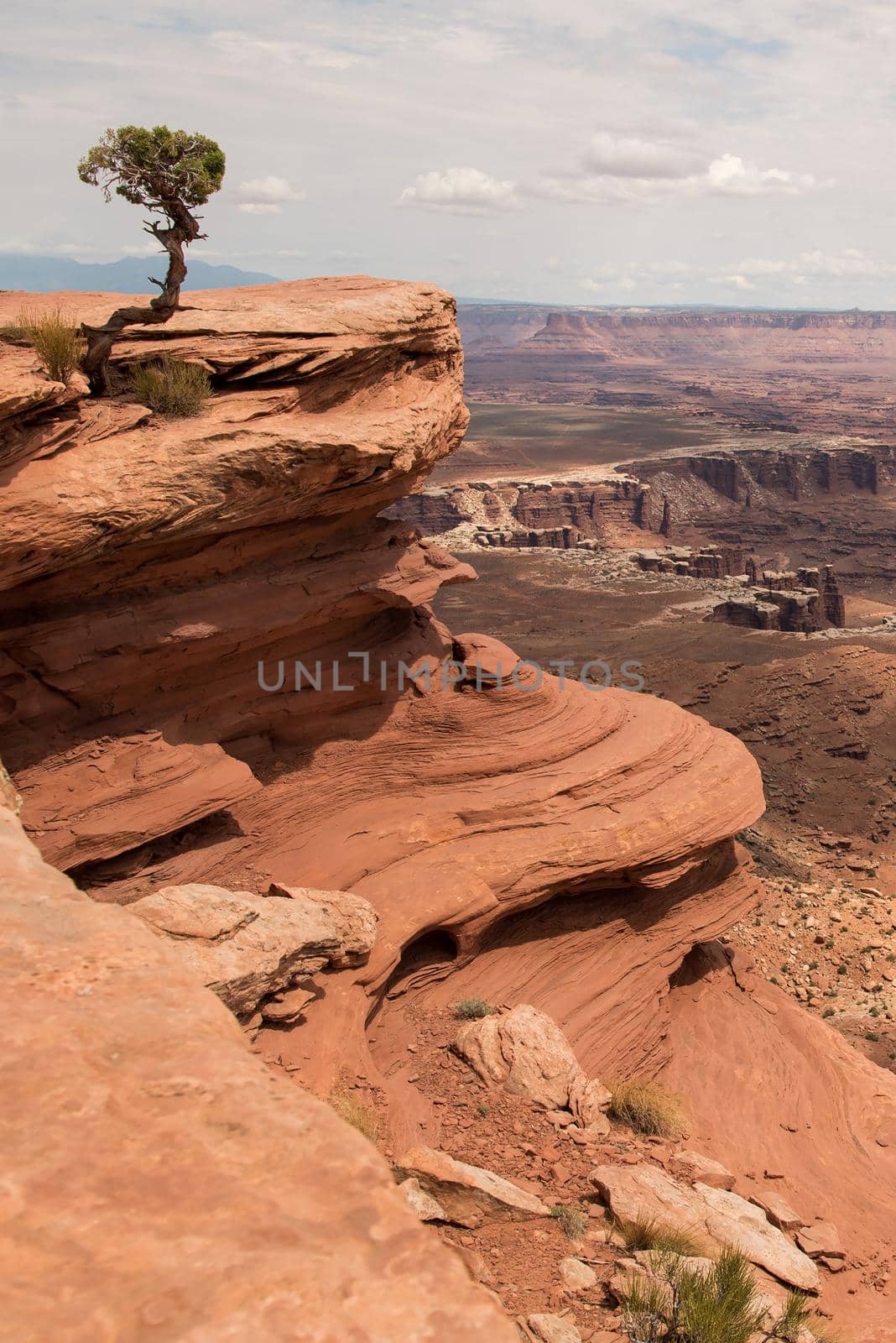 Lone tree at the edge of Canyonlands National Park. Independence. by jyurinko
