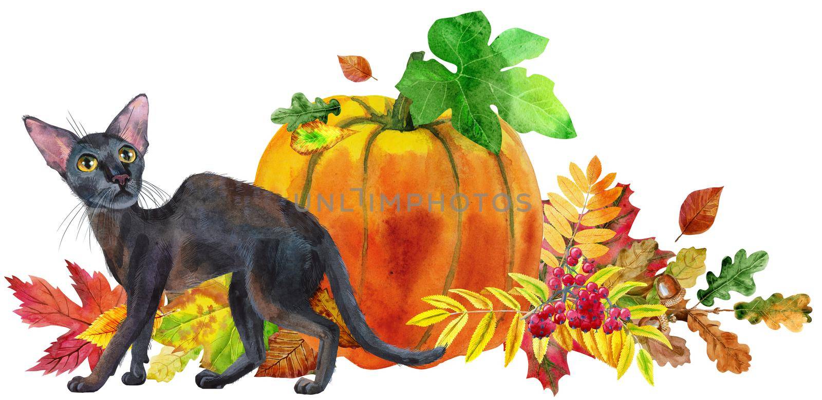 Black cat with pumpkin and autumn leaves by NataOmsk