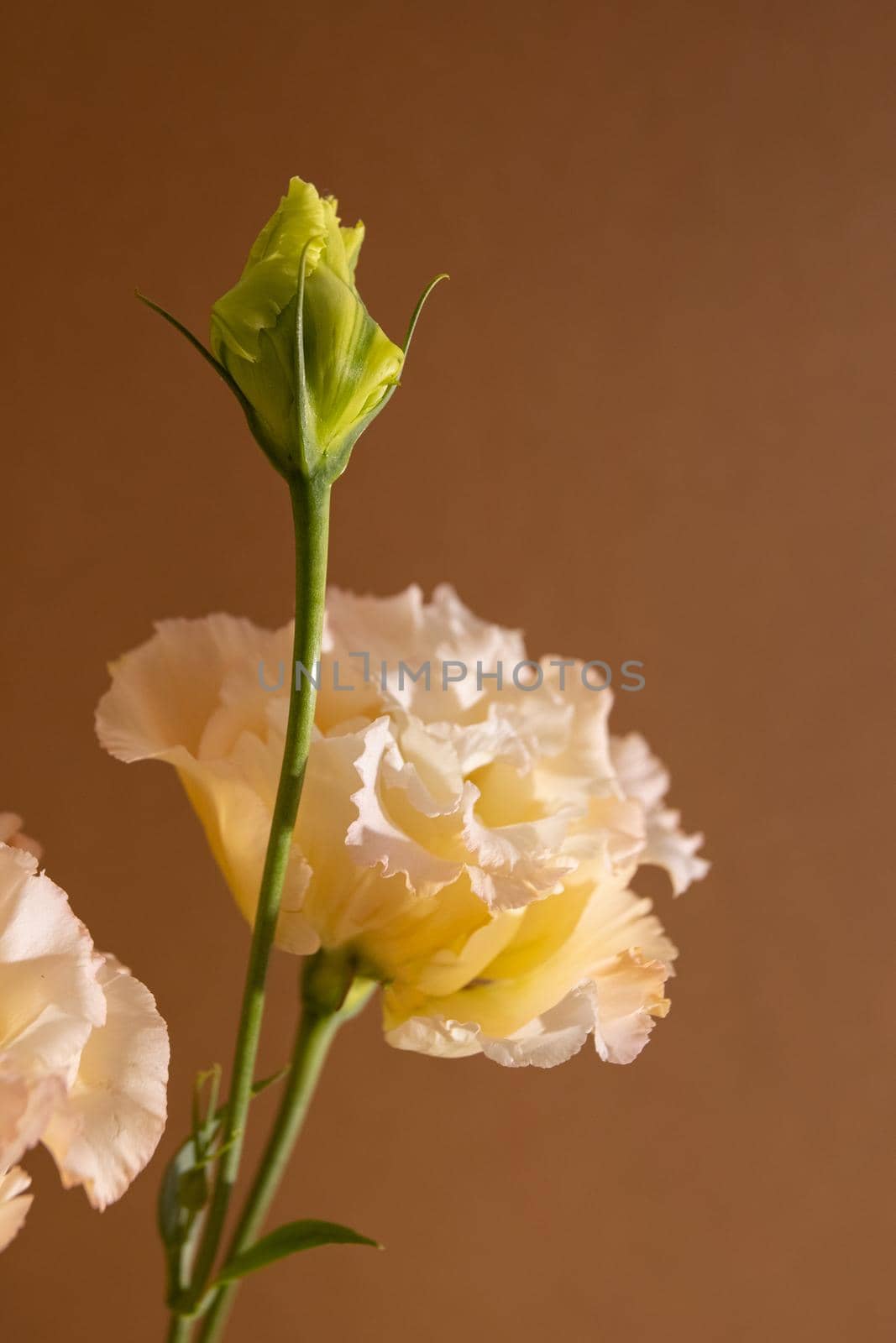 Surreal dark chrome orange and white flower Eustoma macro isolated on brown , still life aesthetic composition vertical