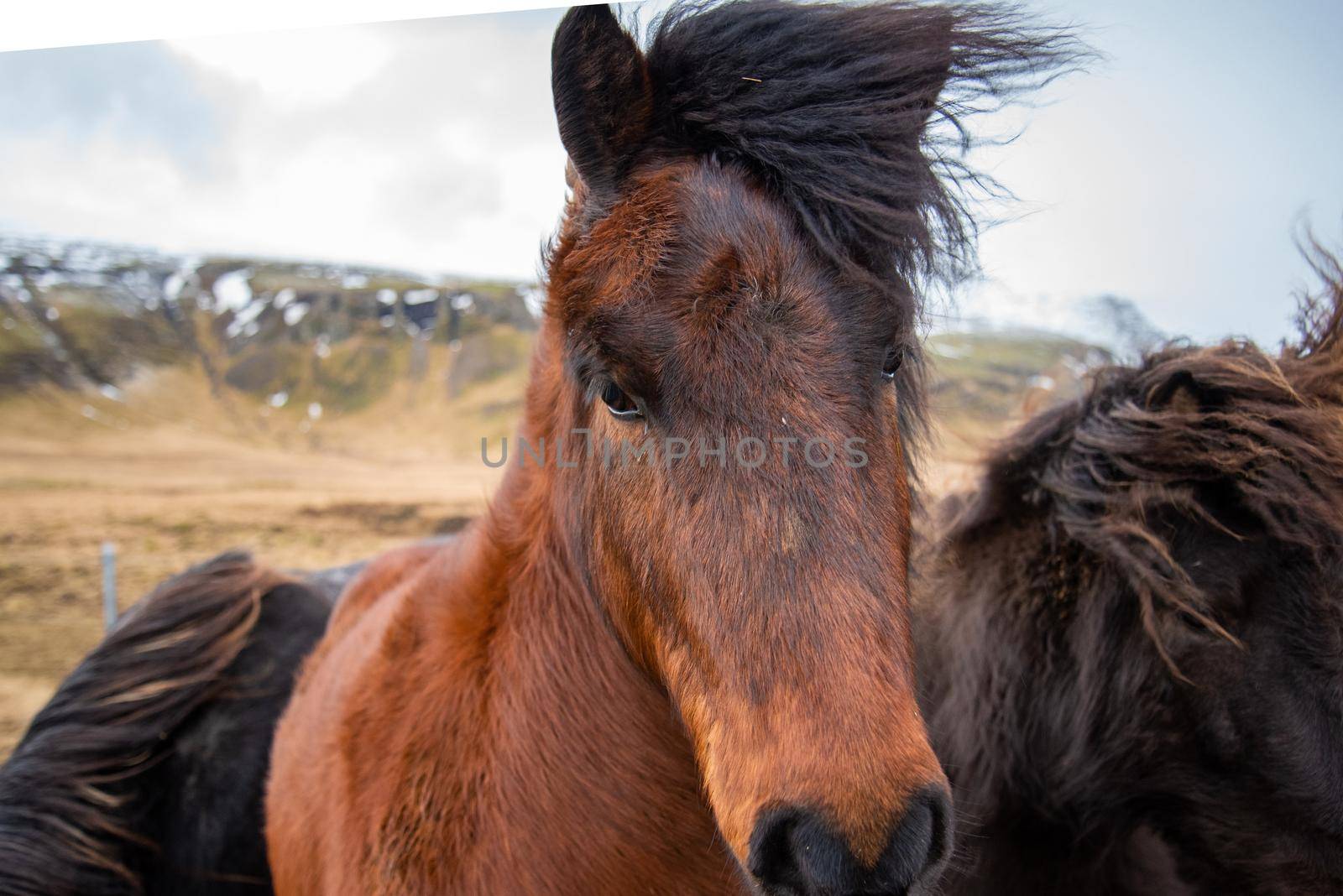 Icelandic horses stand close together in the windy cold winter weather with hair blowing in the wind majestic black and brown warm tones by jyurinko