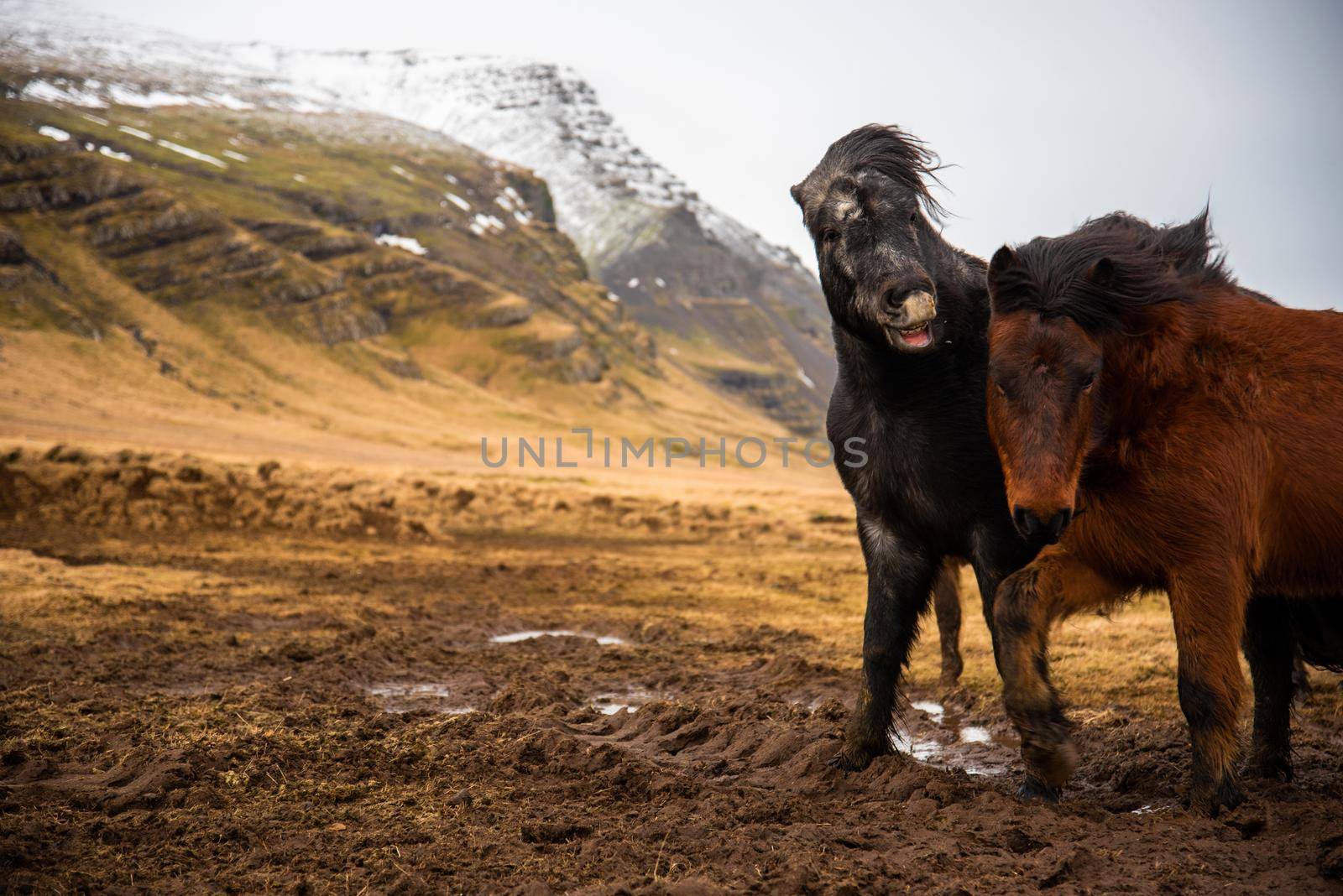 Two Icelandic horses stand close together in the windy cold winter weather