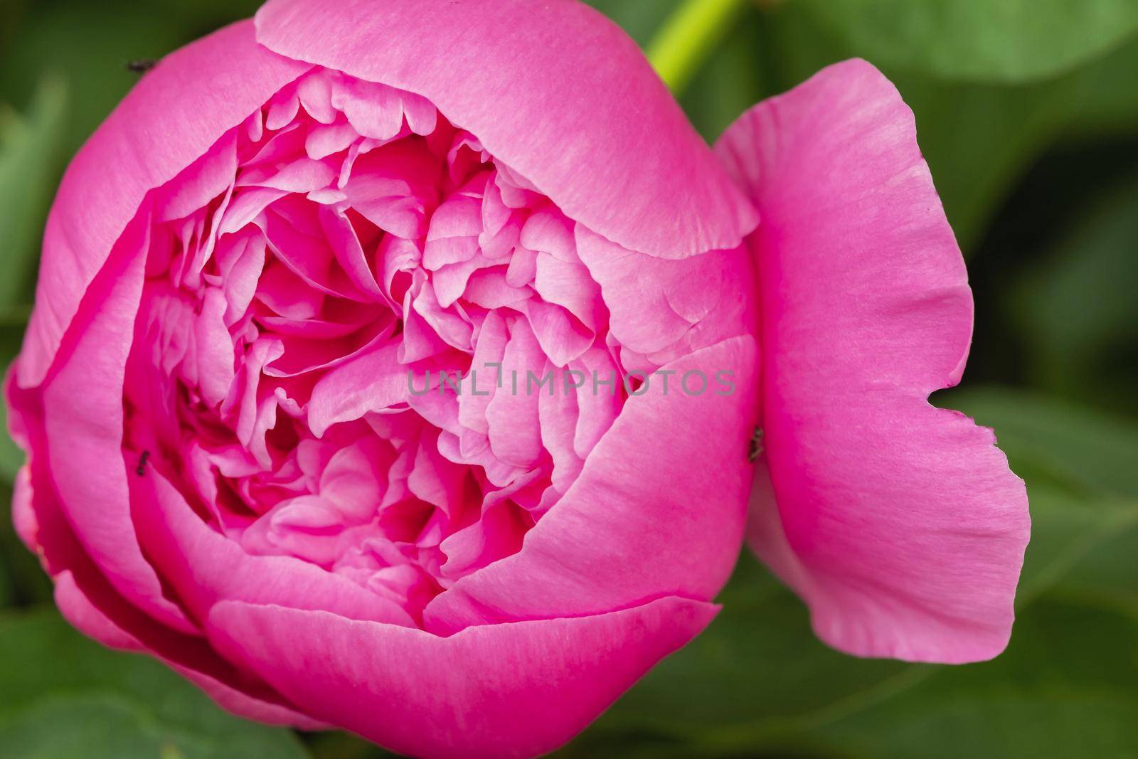 Macro photography of an ant on a peony Bud.Blooming peony flower Bud and ant.
