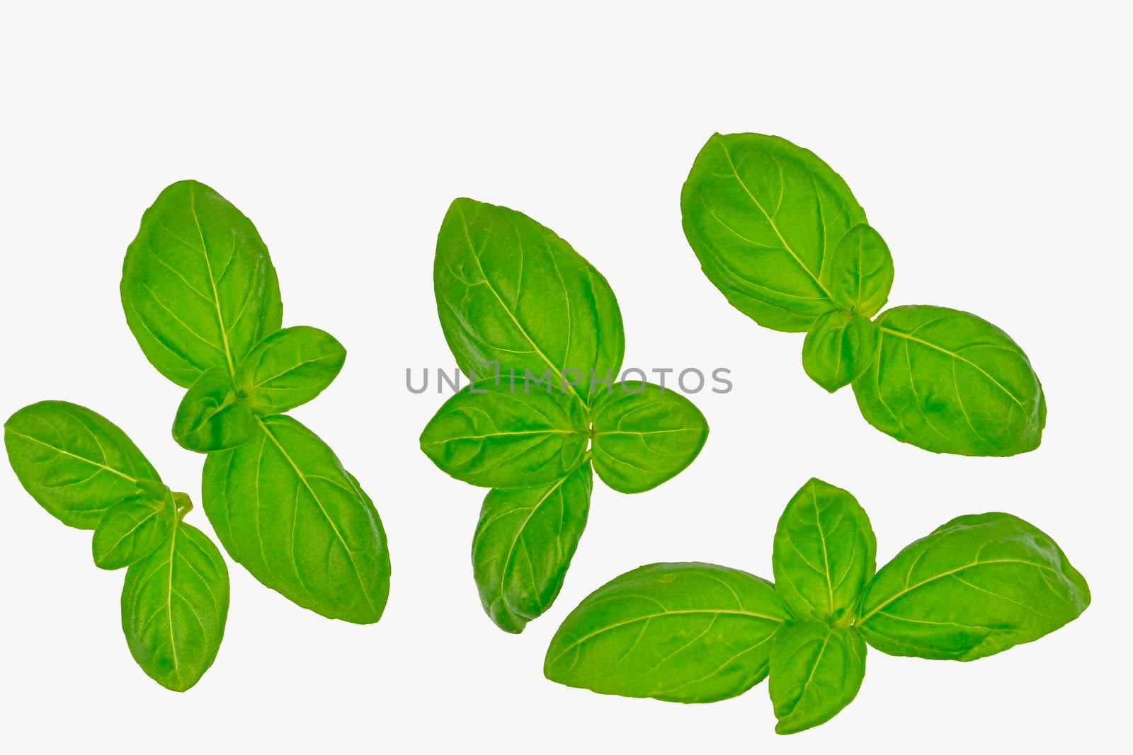 Basil isolated. Basil leaf on white. Basil leaves top view set. Basil leaves isolated on white background. Top view. Flat lay.