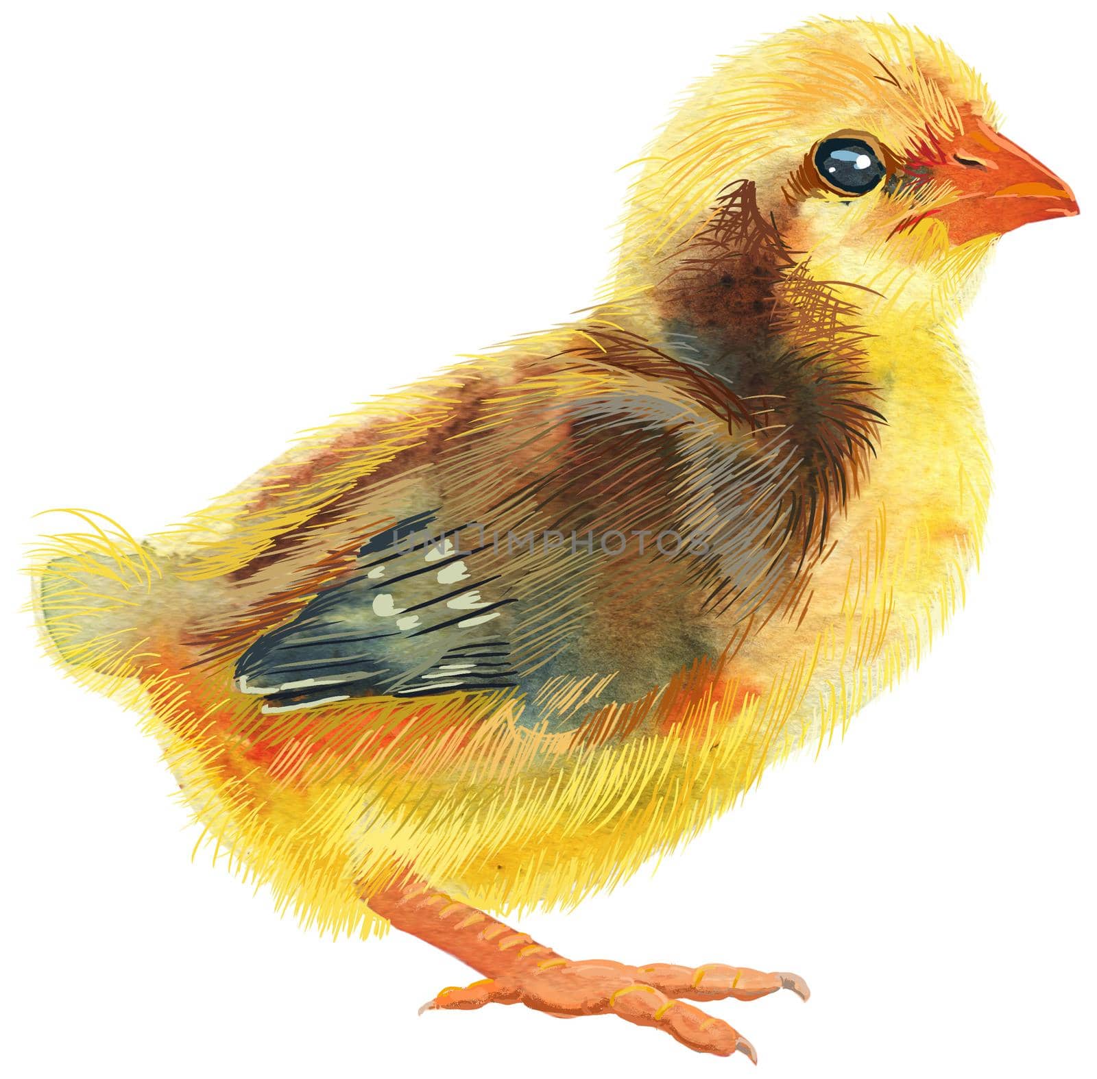 Hand painted young chicken with brown spots isolated on white background. Cute baby bird illustration for design