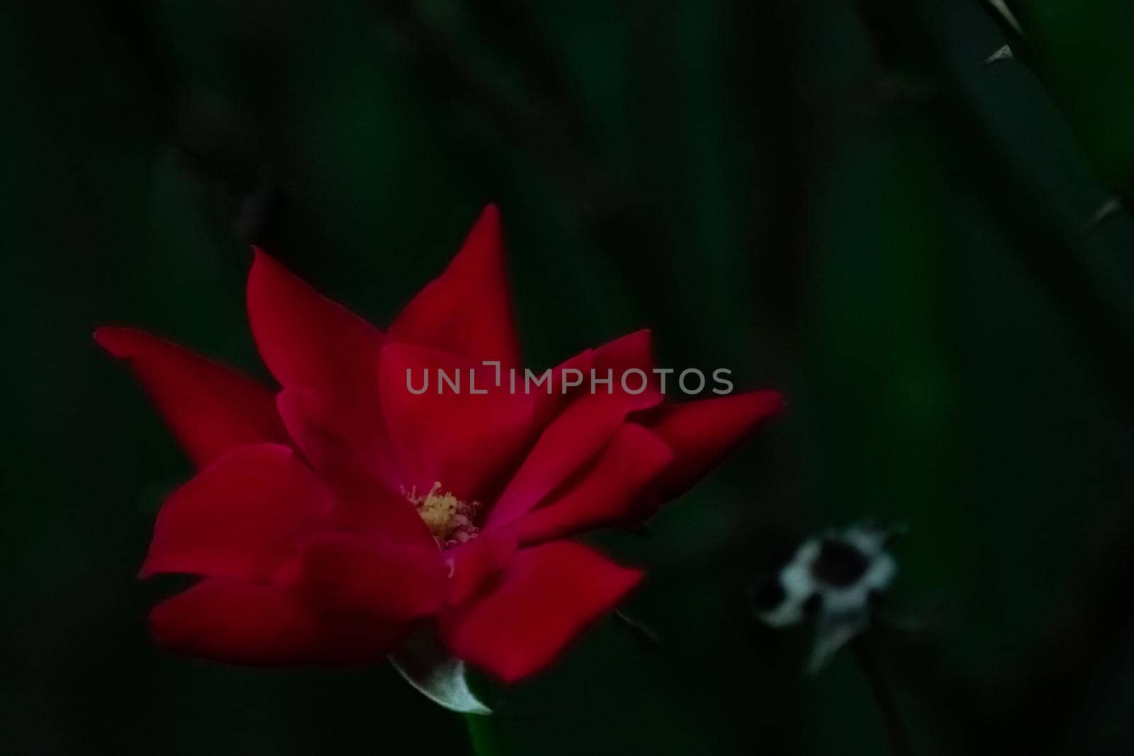 A Close Up Of a Bright Red Rose on a Dark Green Backround With Other Plants Out of Focus Behind It