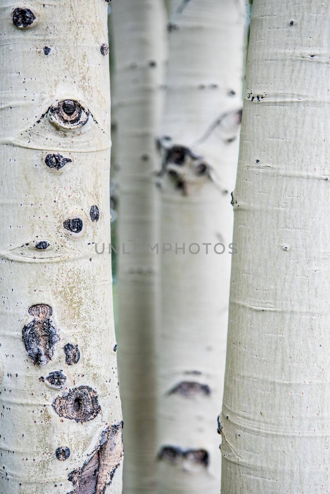 Close up of white birch trees that look like eyes in Monument Valley.
