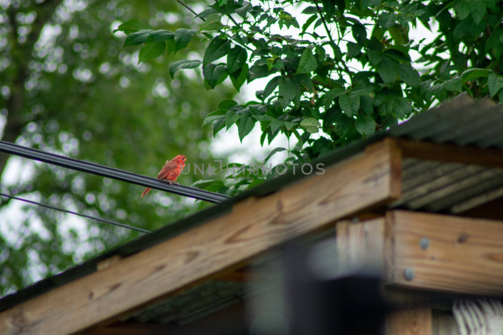 A Cardinal On a Telephone Wire Over a Gazebo by bju12290