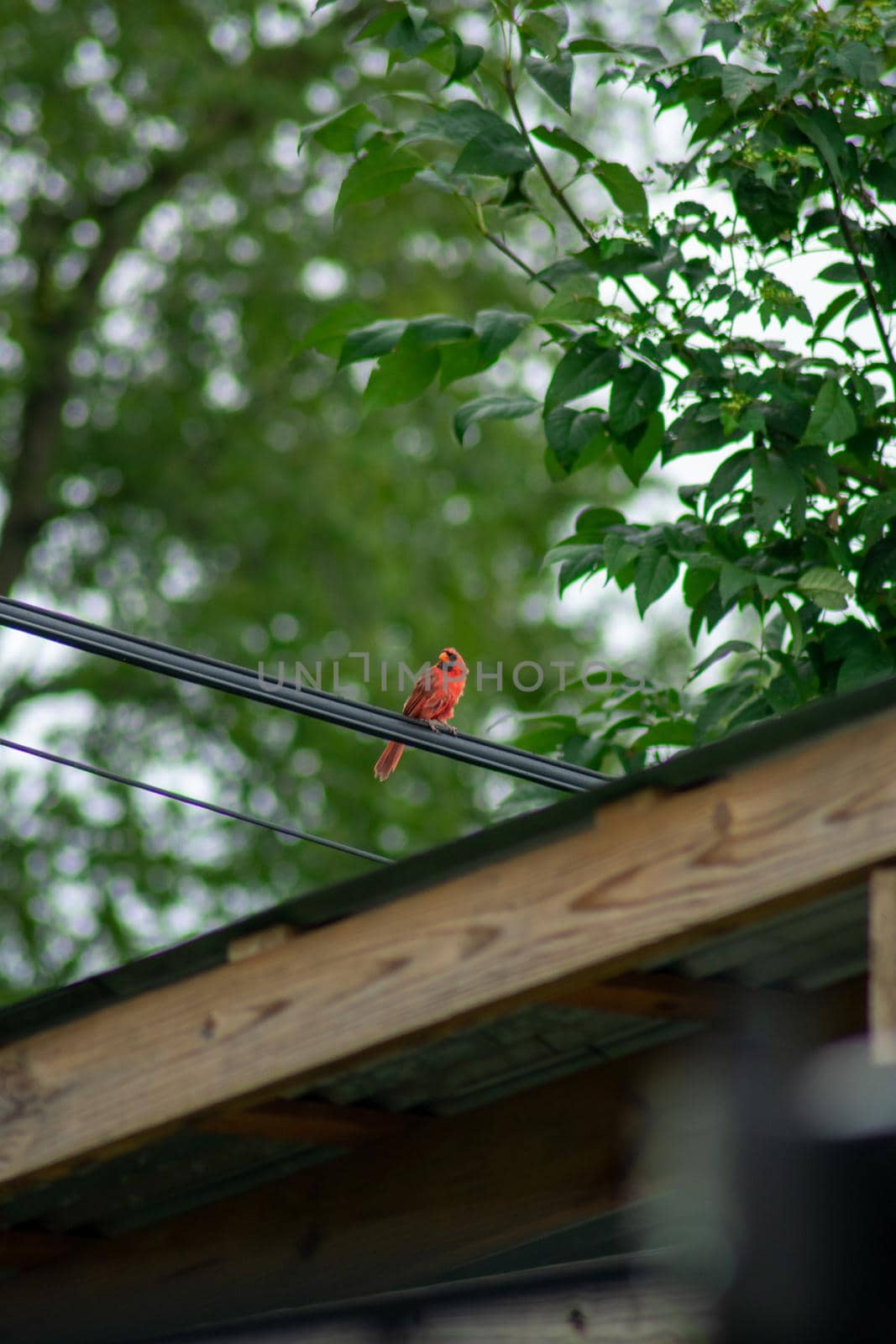 A Cardinal Perched on a Telephone Wire Over a Wooden Gazebo in a Backyard in Pennsylvania