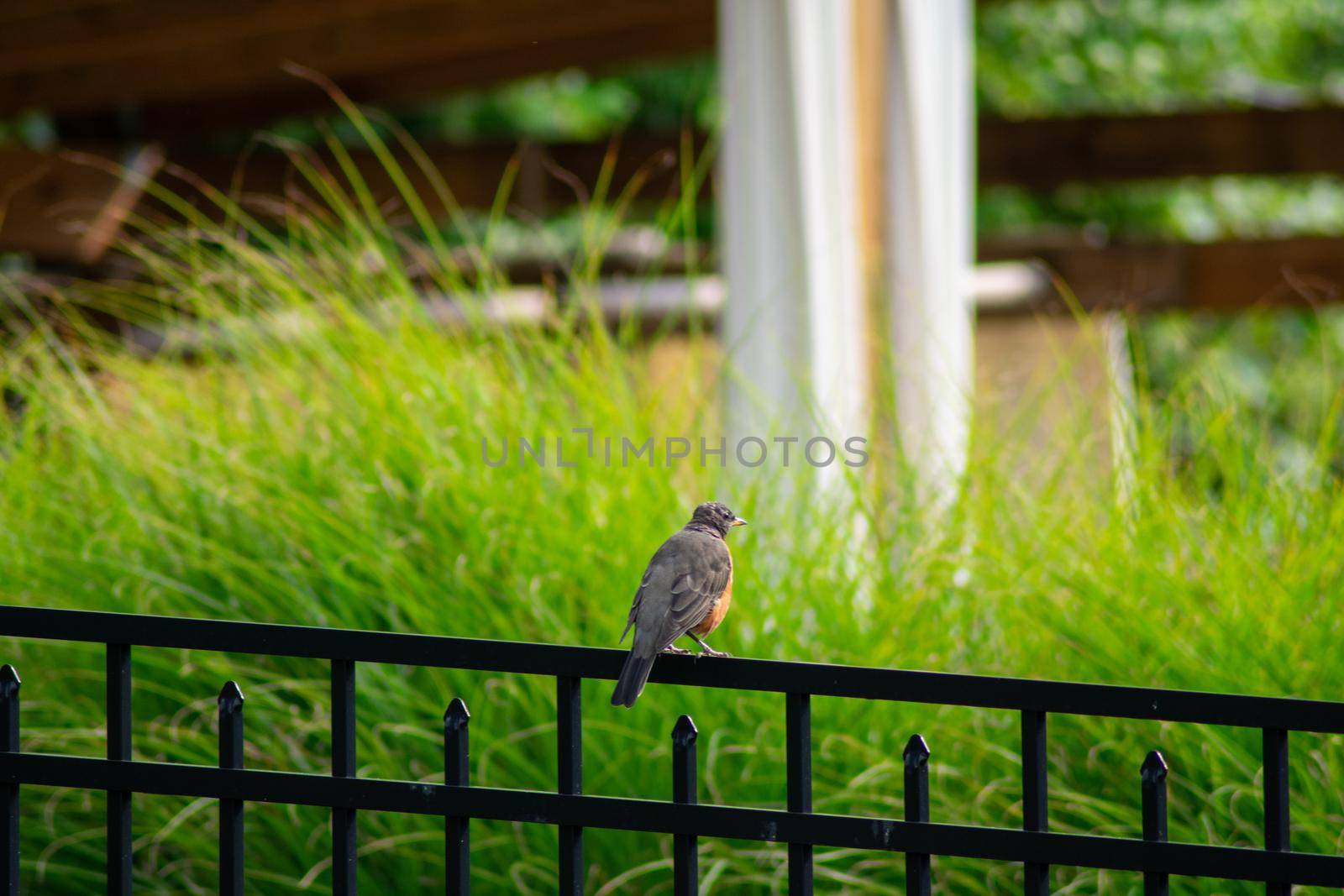 An American Robin on Black Metal Fence by bju12290