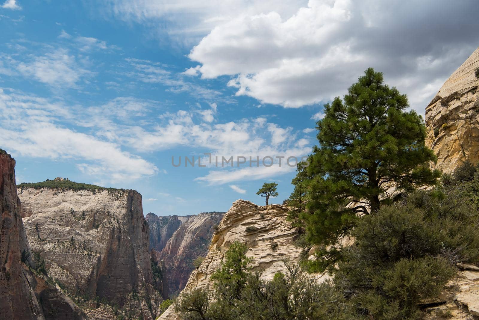 Lone tree at Canyon Overlook Trail in Zion National Park Utah.