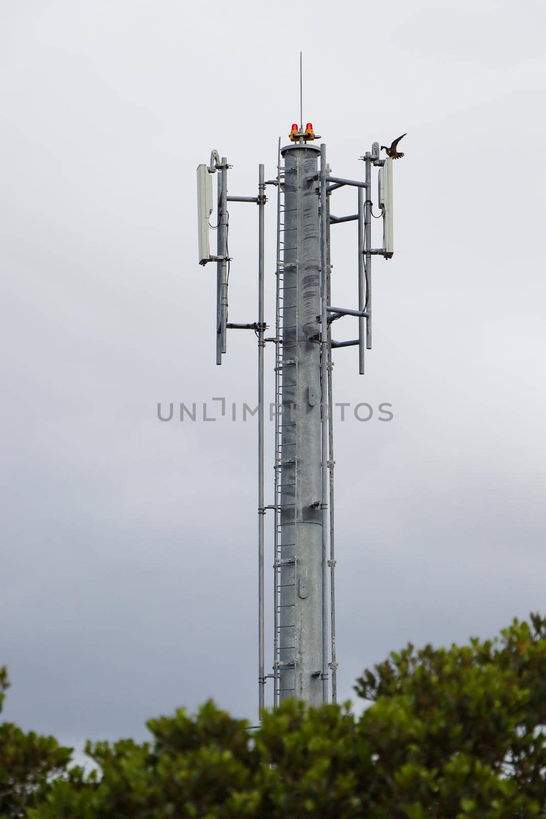 Galvanized network tower structure with antennas and eleonora's falcon (Falco eleonorae) spreading wings, Mossel Bay, South Africa