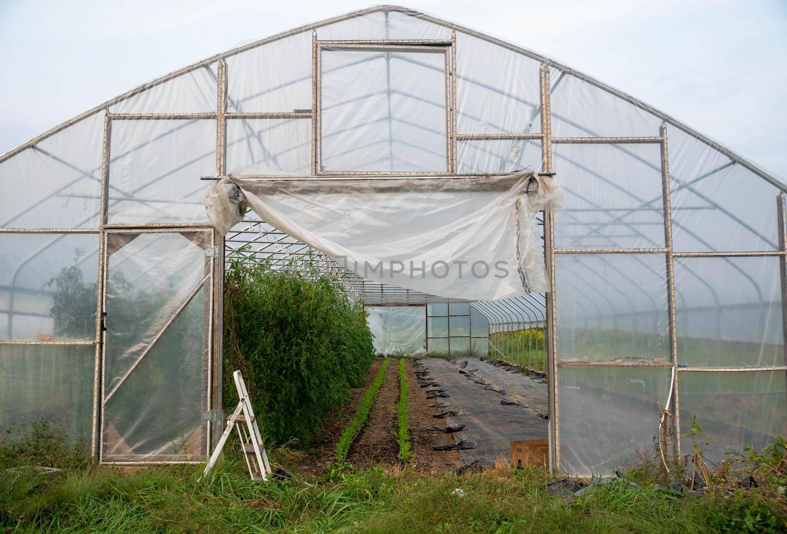 Tomato plants and cilantro grow inside a greenhouse on an organic vegetable farm. Open door and garden step ladder and ground cover are visible, green grass foreground in natural overcast light, no people, with copy space.