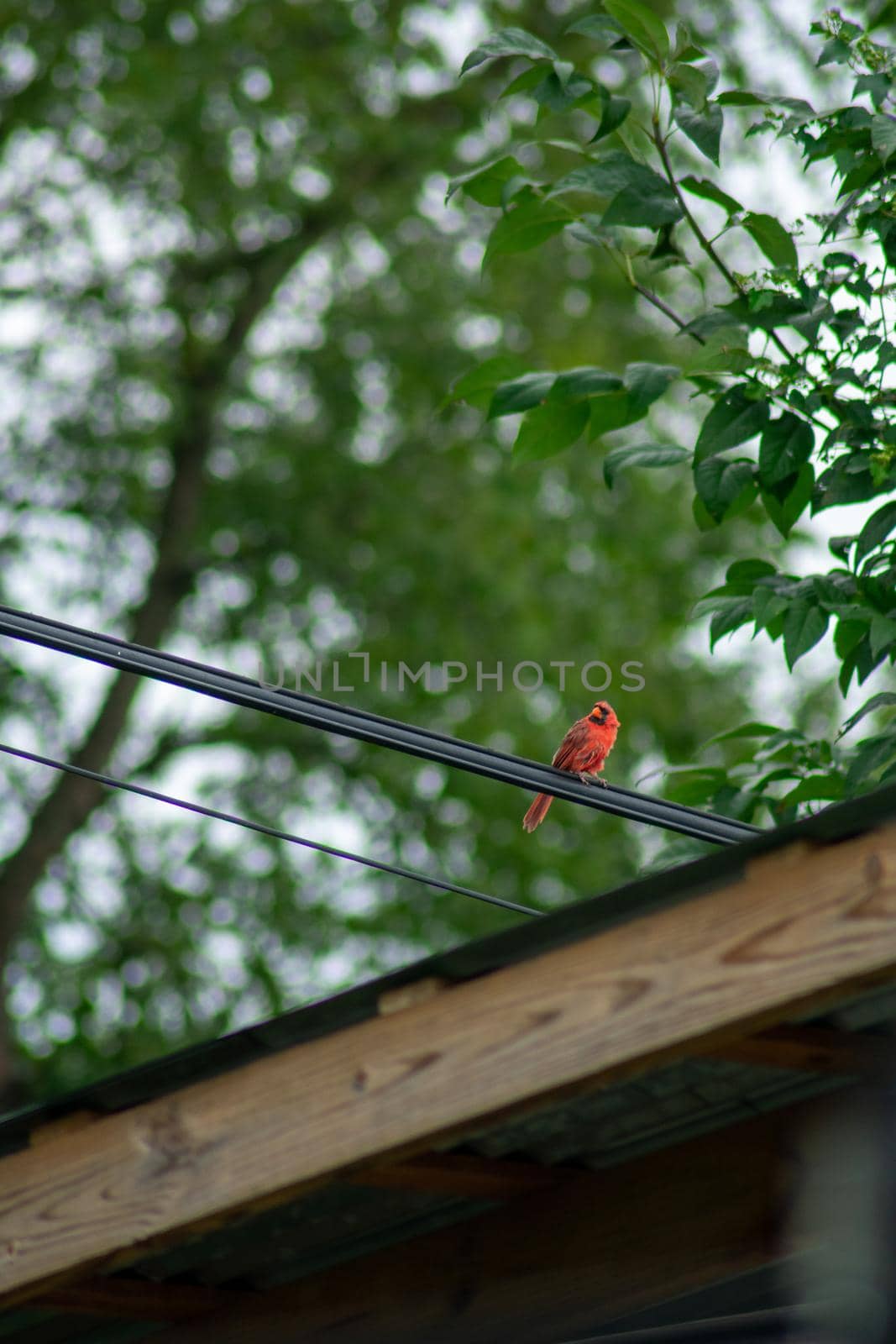 A Cardinal Perched on a Telephone Wire Over a Wooden Gazebo in a Backyard in Pennsylvania