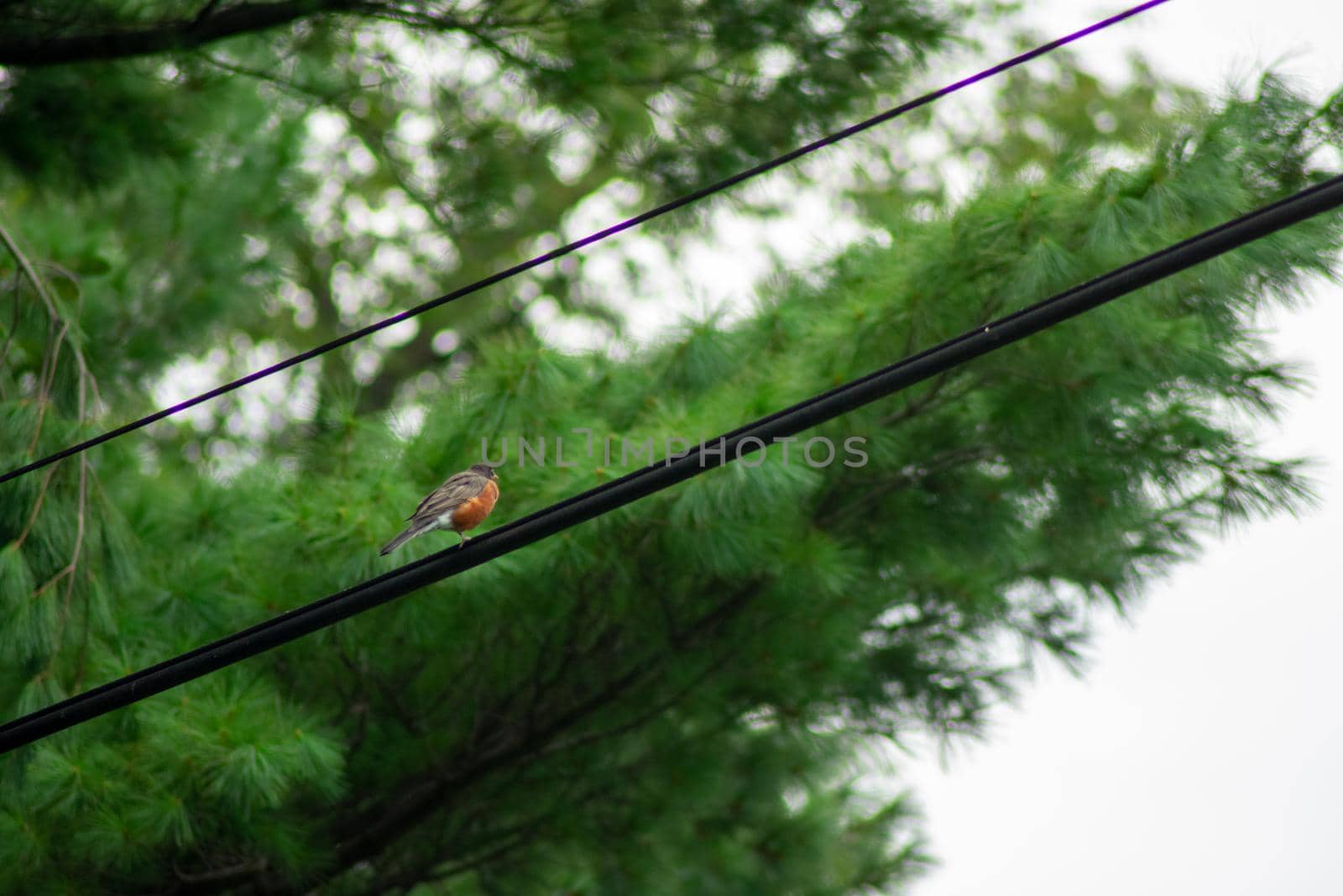 An American Robin on a Powerline With a Bright Green Tree Behind in Suburban Pennsylvania