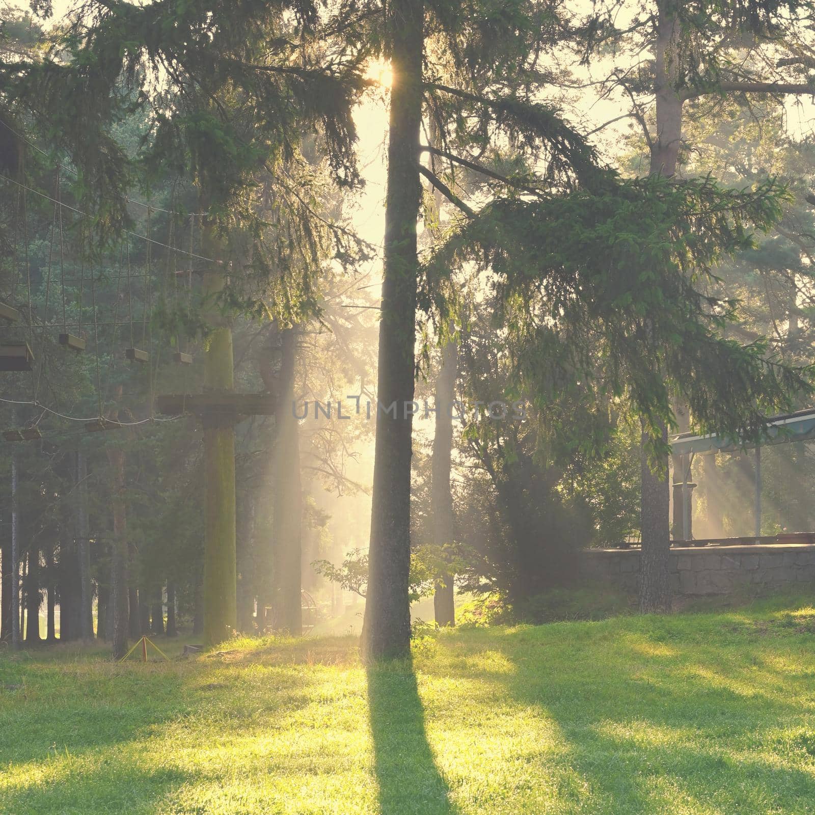 Beautiful nature background with forest. Summer day with trees and with sun rays for rest and relaxation. Concept for nature and environment.