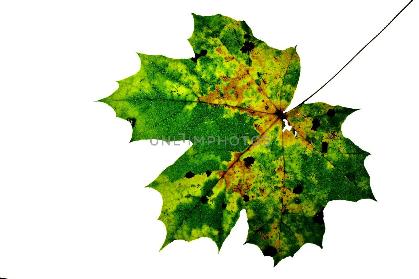 maple leaf, autumnal colored by Jochen