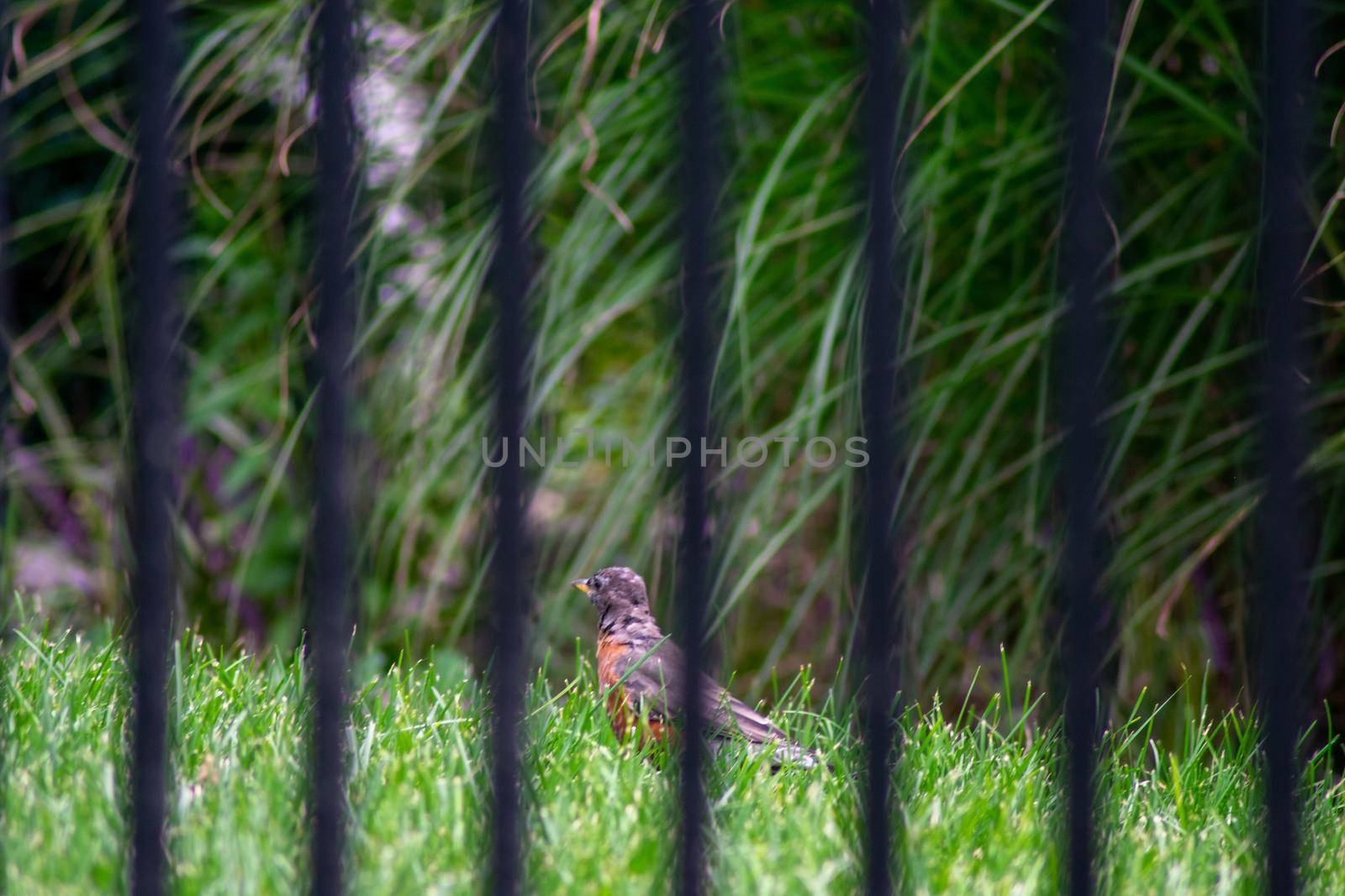 Looking Through a Black Metal Fence at an American Robine Standing in Bright Green Grass in a Backyard in Suburban Pennsylvania