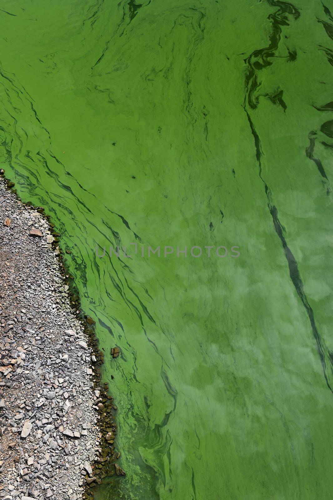 Cyanobacteria in the water. Dirty green water in a pond / dam in summer. Dangerous bathing for allergy sufferers. Environmental concept