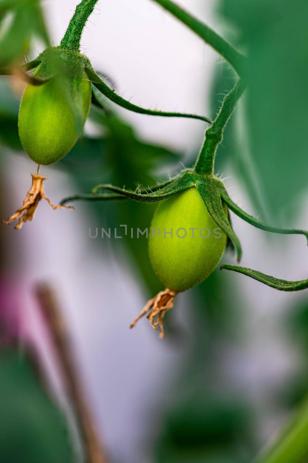 Tomato vegetable growing in outdoor garden