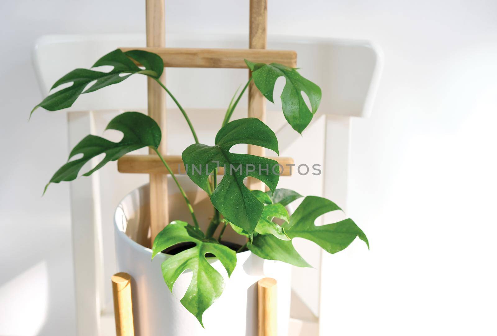 Rhaphidophora tetrasperma or Mini monstera Ginny philodendron in white ceramic pot on the chair