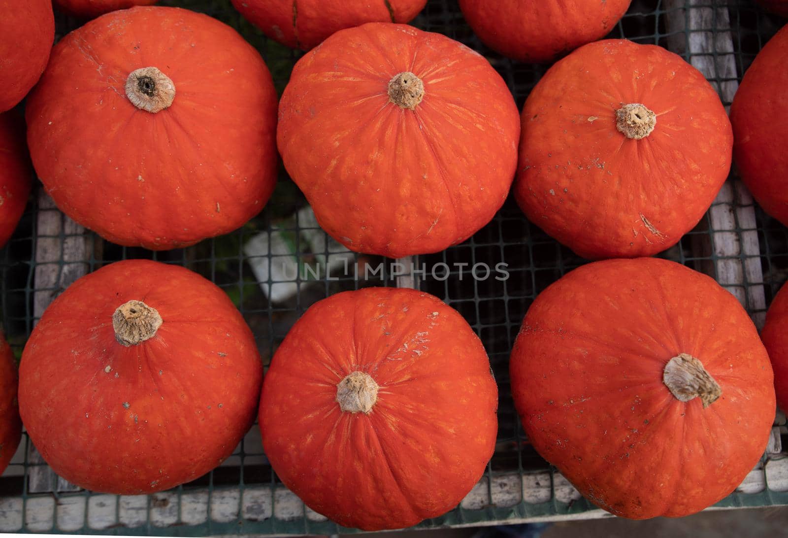 Fresh harvested orange pumpkins drying curing on garden mesh high angle view by marysalen