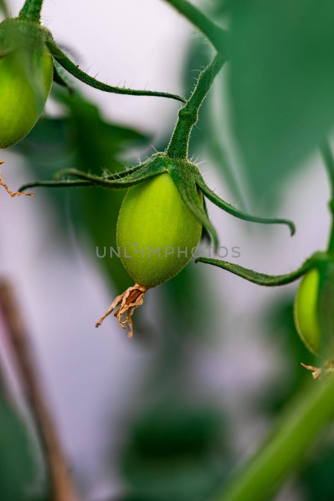 Tomato vegetable growing in outdoor garden