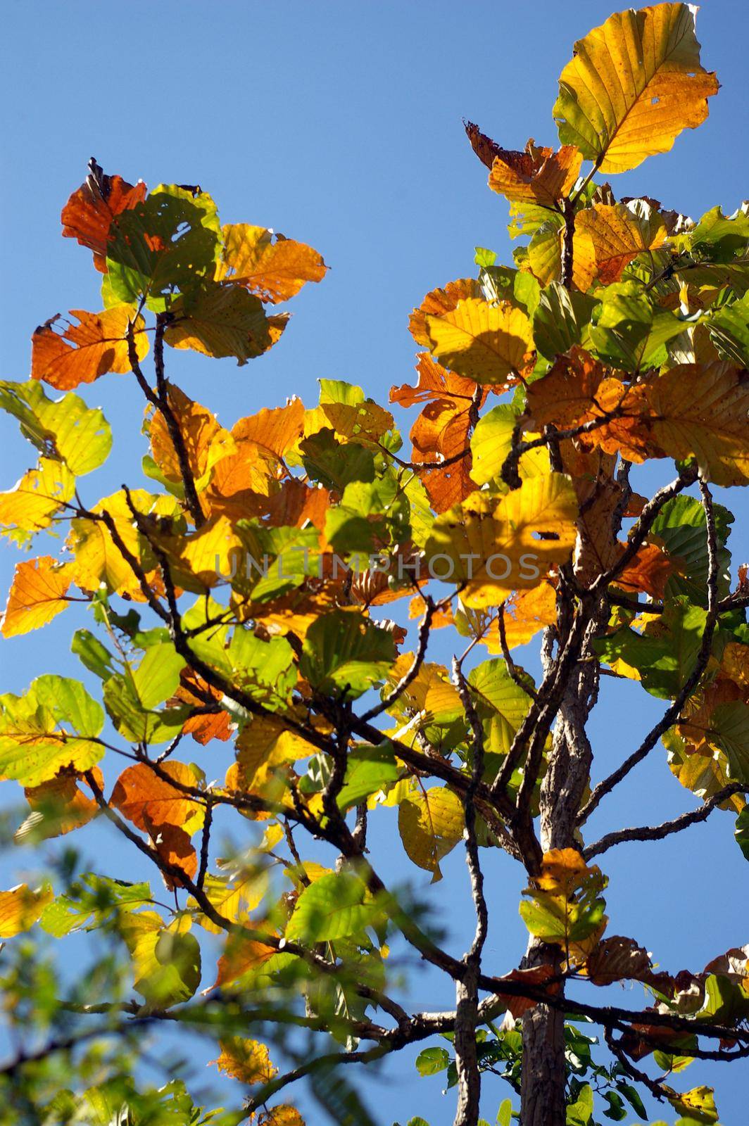 yellow leaves , orange color leaves