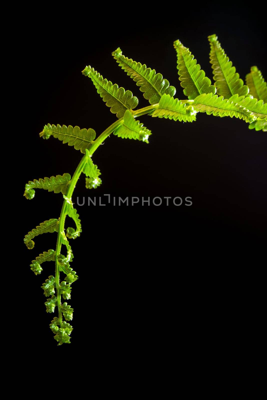 Freshness Green leaf of Fern on black background