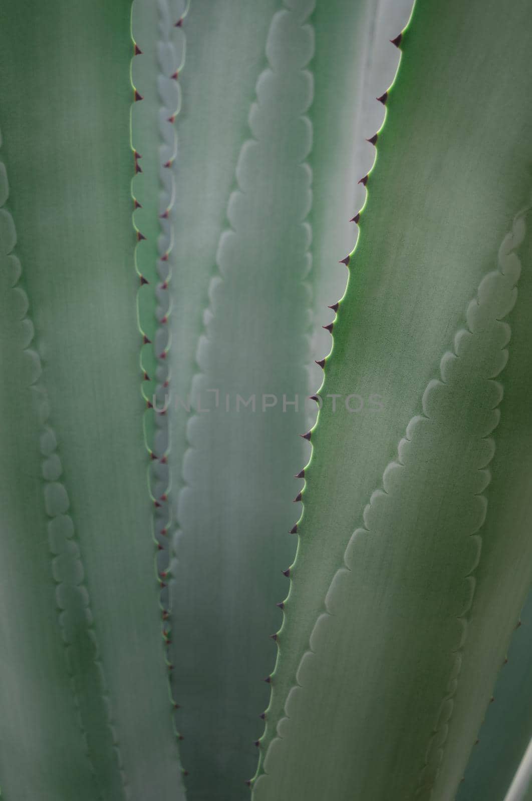 Succulent plant close-up, fresh leaves detail of Agave americana by Satakorn