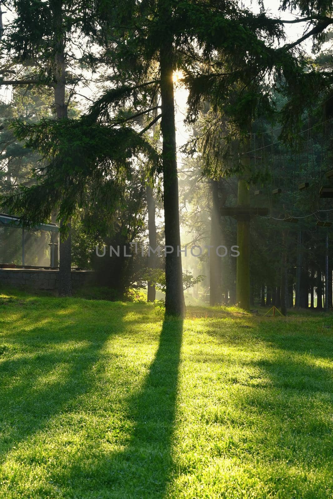 Beautiful nature background with forest. Summer day with trees and with sun rays for rest and relaxation. Concept for nature and environment. by Montypeter