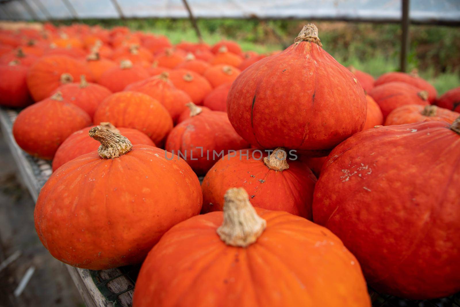 Fresh harvested orange pumpkins stacked ready for market by marysalen