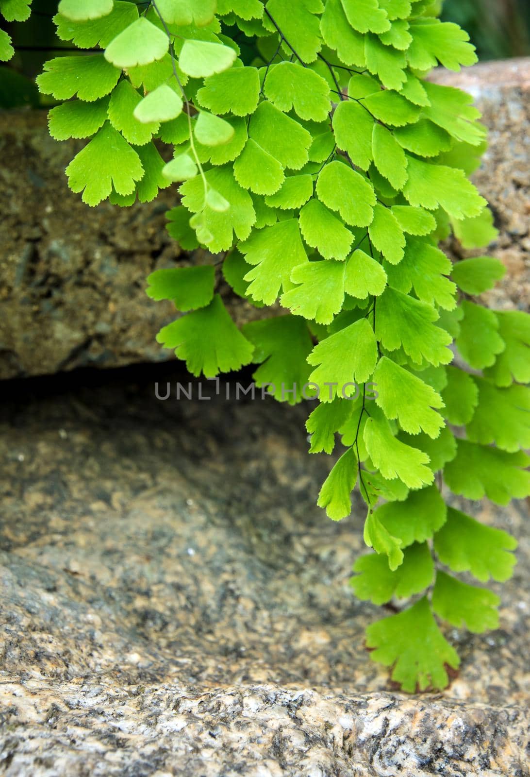 Freshness Adiantum, black leaf stalk fern by Satakorn