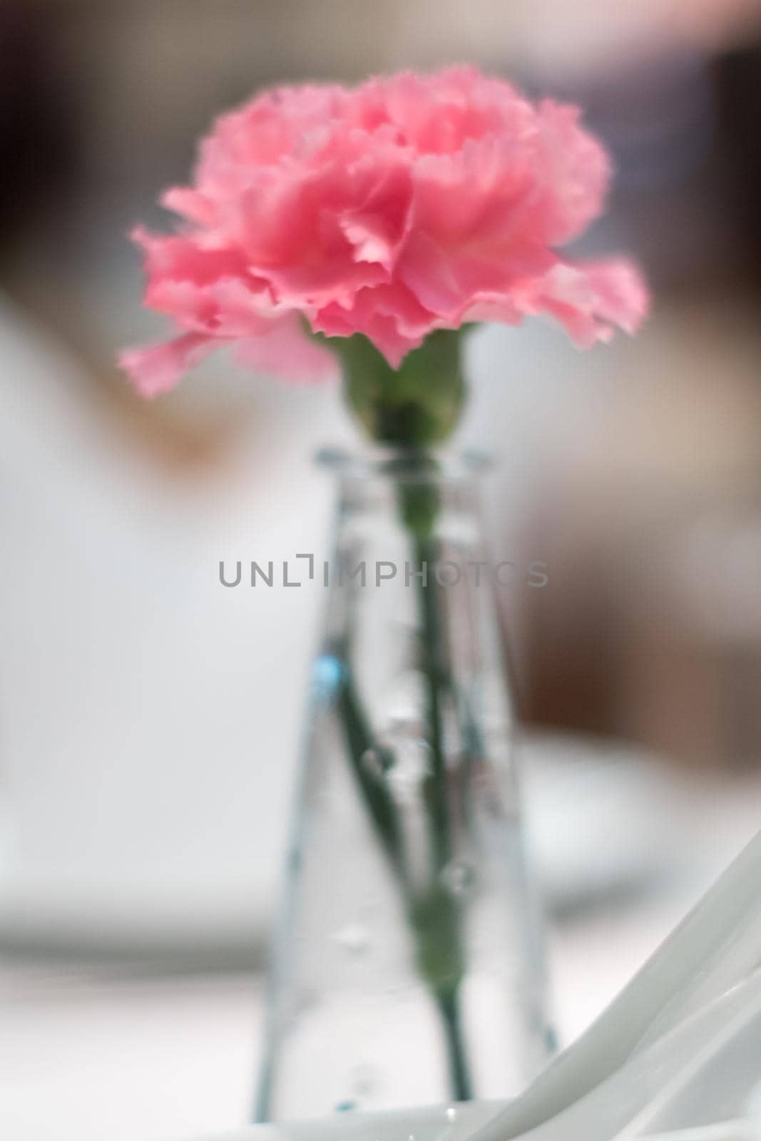 Pink carnation adorned in thin glass vases placed on a dining table